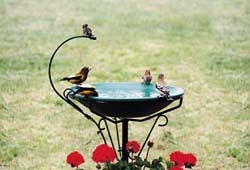 Bird water outlet stand