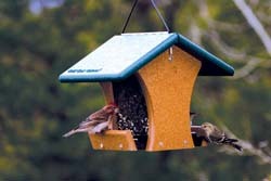 EcoTough™ Classic Bird Feeder 