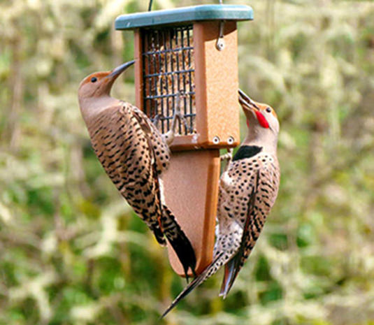 birds that eat suet