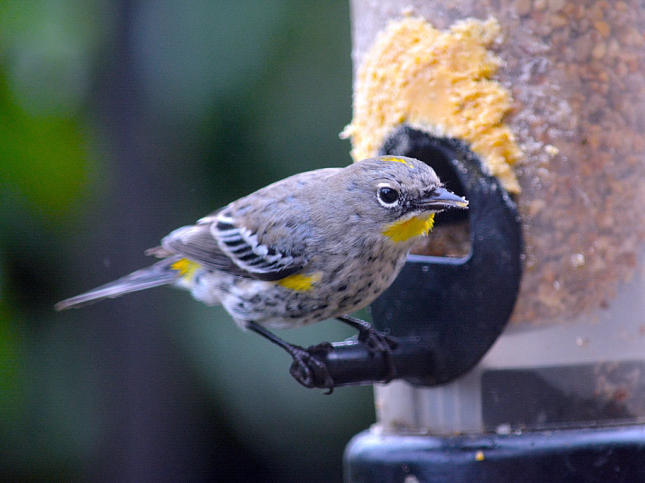 Yellow-rumped (Audubon's form) Warbler...at the Bark Butter spread on a tube feeder