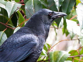 Rooks - some reasons why they should be admired