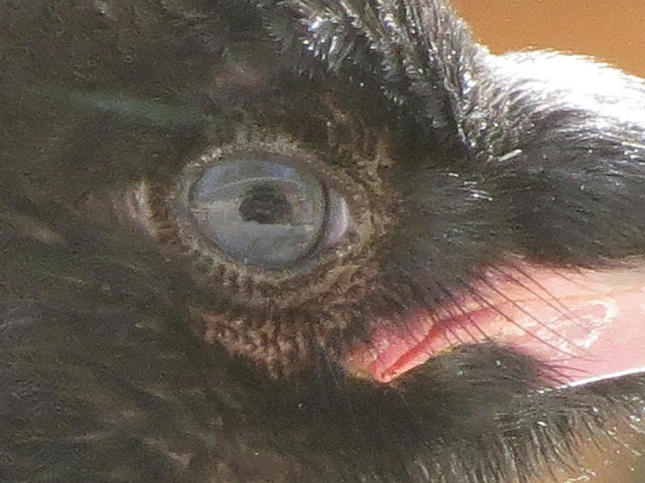 Osprey family of birds grab unexpected attention at World Championships in  Eugene, Oregon