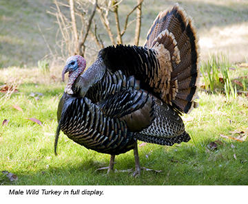 wild turkeys