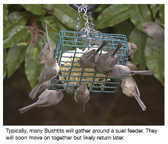 American Bushtit Bird Nest Stock Photo C Devon 193830438