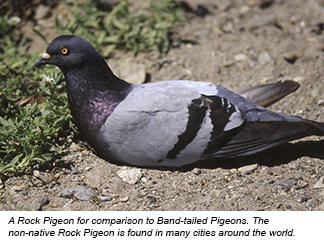 Pigeon birds online store shopping