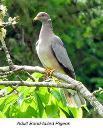 Doves and Pigeons  Oregon Department of Fish & Wildlife