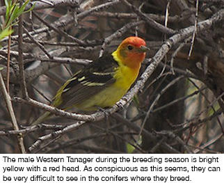 Bird Feathers, Like You've Never Seen Them Before