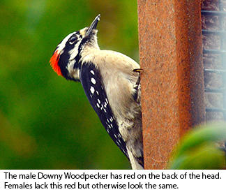 female and male downy woodpecker