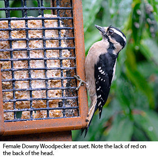 downy woodpecker feeder