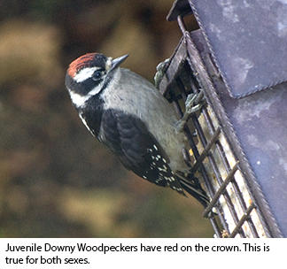 downy woodpecker juvenile