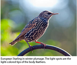 european starling winter