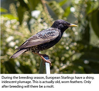 european starling winter