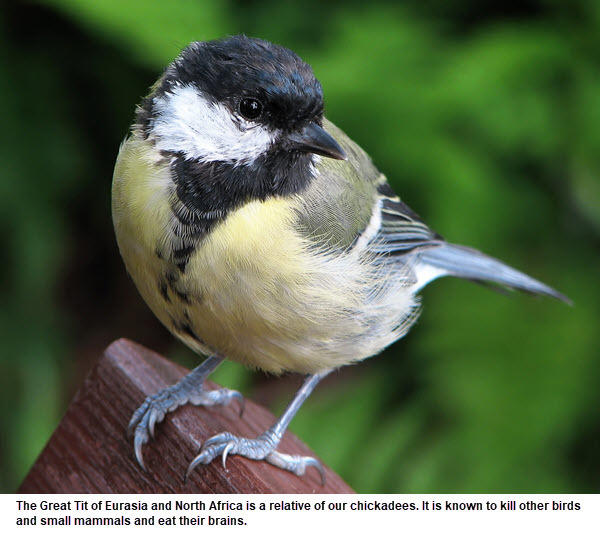 Breeding by great tits under threat from climate change - #23 by