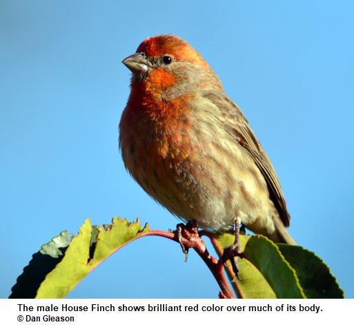 bird mites in house