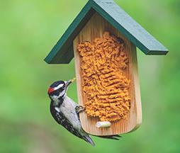 capsaicin bird food