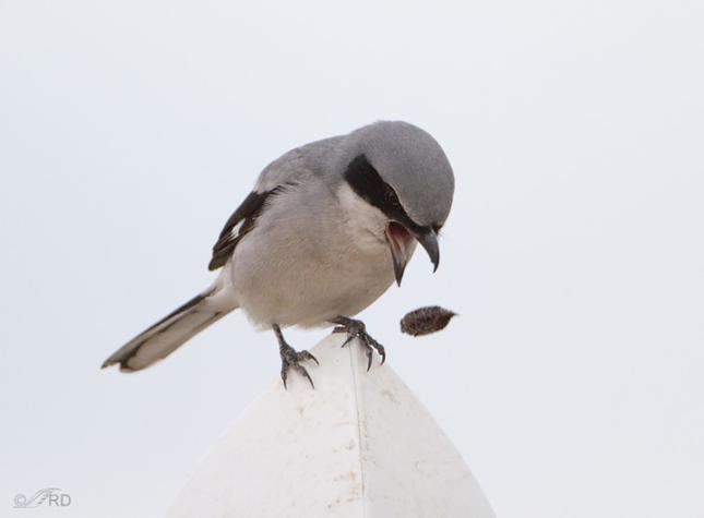 Photo: Loggerhead Shrike casting a pellet of the inedible portions of its recent meal. Copyright Ron Dudley, image used by permission