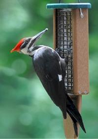 Wild Birds Unlimited Nature Shop