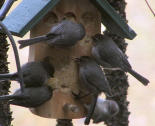 Bushtits at Bark Butter